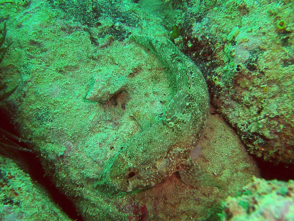 Gobius paganellus